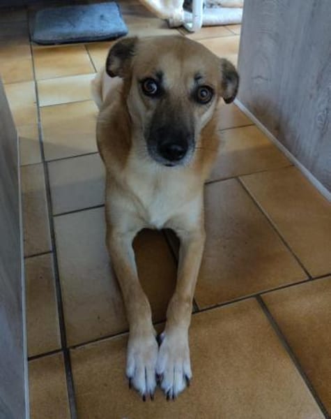 SHORTIE - freundliche Hündin sucht Glück