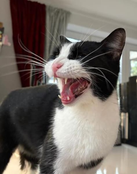 Lieber Kater Monty sucht Zuhause