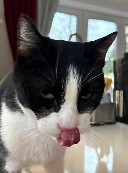 Lieber Kater Monty sucht Zuhause