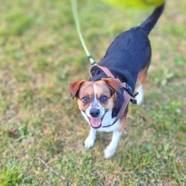 Miska - für Anfänger,kinder&katzenvertr.