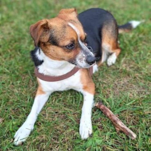 Miska - für Anfänger,kinder&katzenvertr.