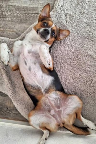 Miska - für Anfänger,kinder&katzenvertr.