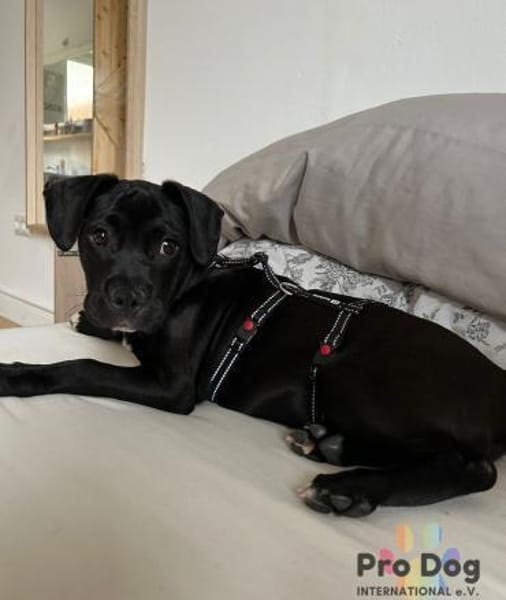 Sharik sucht dringend sein neues Zuhause