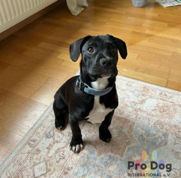 Sharik sucht dringend sein neues Zuhause