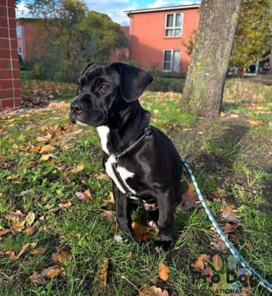 Sharik sucht dringend sein neues Zuhause