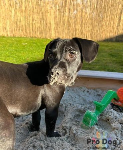 Sharik sucht dringend sein neues Zuhause