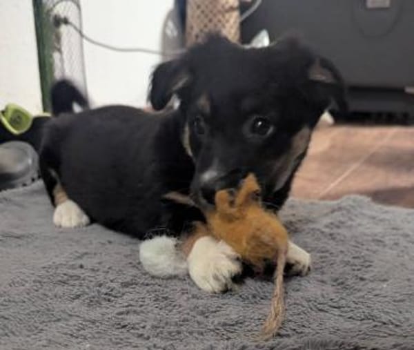 Kleine Polina sucht Kuschelflat
