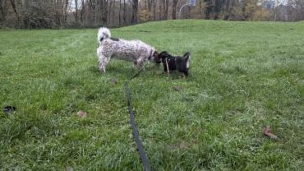 Kleine Polina sucht Kuschelflat