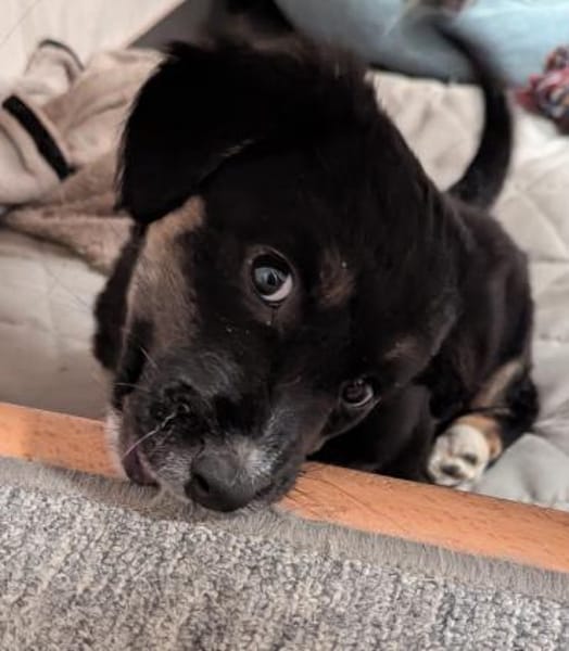 Kleine Polina sucht Kuschelflat