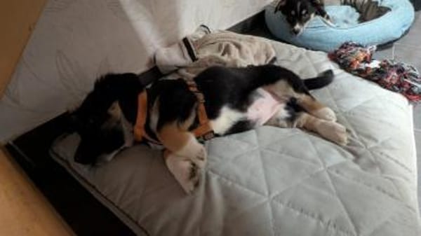 Kleine Polina sucht Kuschelflat