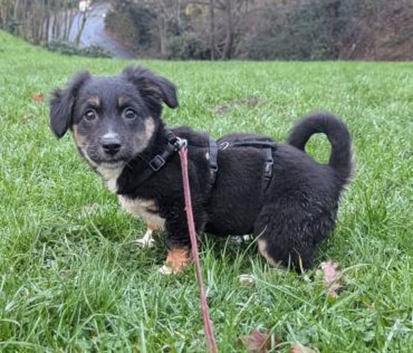 Kleine Polina sucht Kuschelflat