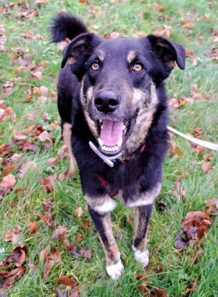 Bandi - ein sanfter Riese