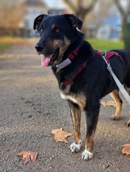 Bandi - ein sanfter Riese