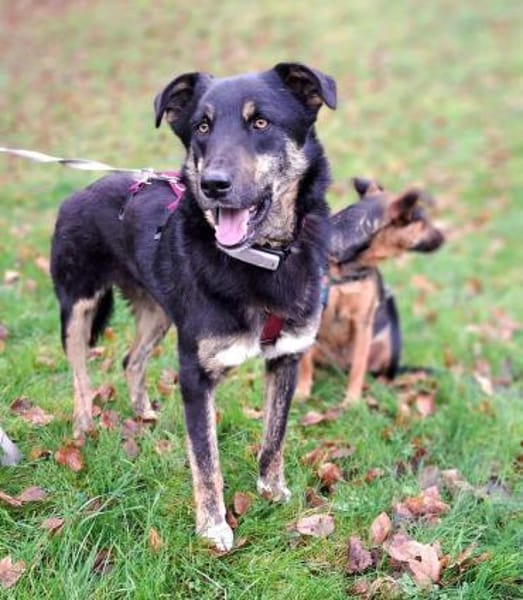 Bandi - ein sanfter Riese