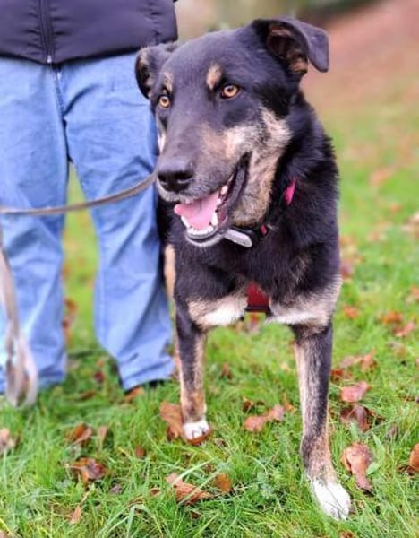 Bandi - ein sanfter Riese