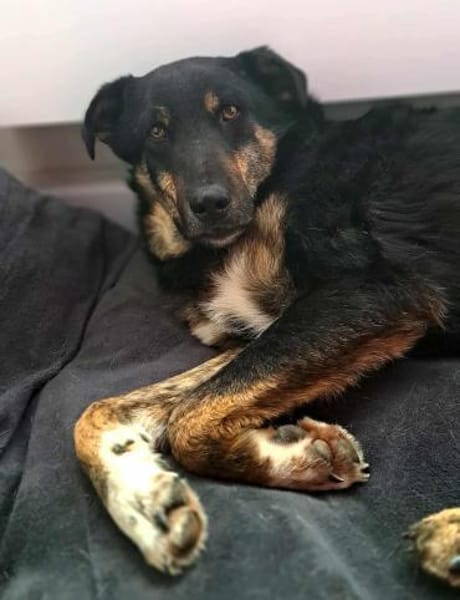 Bandi - ein sanfter Riese