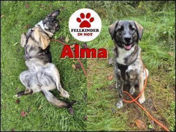 junge Mischlings-Hündin Alma sucht ...
