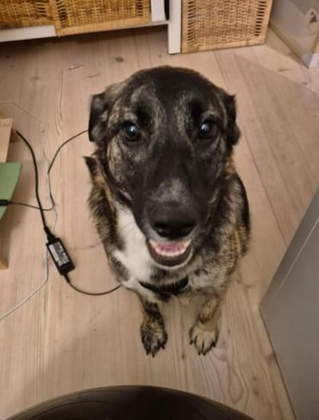 junge Mischlings-Hündin Alma sucht ...