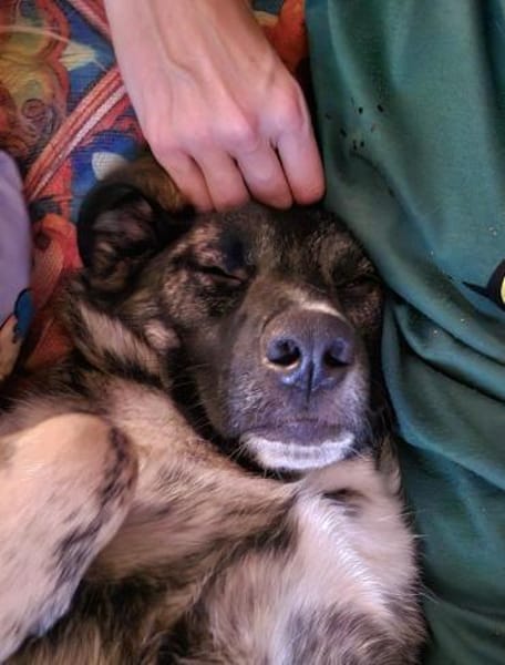 junge Mischlings-Hündin Alma sucht ...