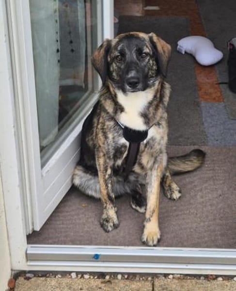 junge Mischlings-Hündin Alma sucht ...