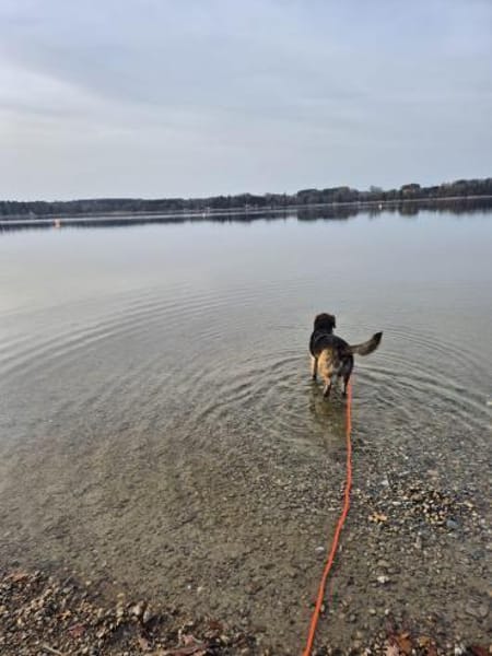 junge Mischlings-Hündin Alma sucht ...