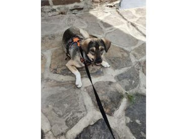 Mabel - wartet in 56379 Oberwies