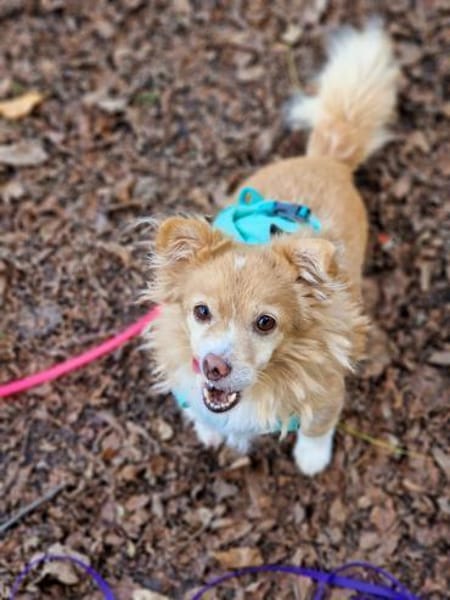 Chia hat ihr Zuhause verloren