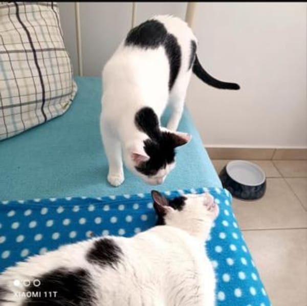 Belinda sucht in Wohnungshaltung