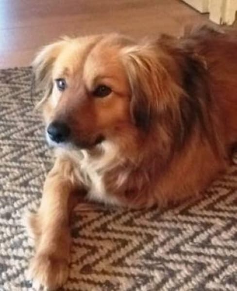 Amon ist ein wunderschöner, toller Kerl!