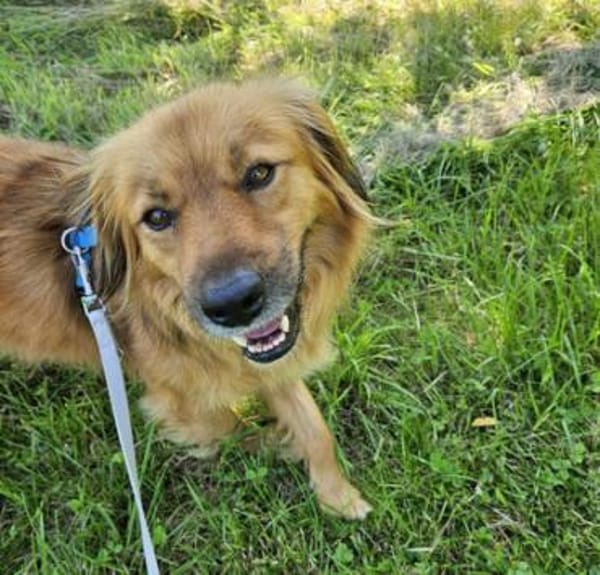 Amon ist ein wunderschöner, toller Kerl!