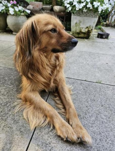 Amon ist ein wunderschöner, toller Kerl!