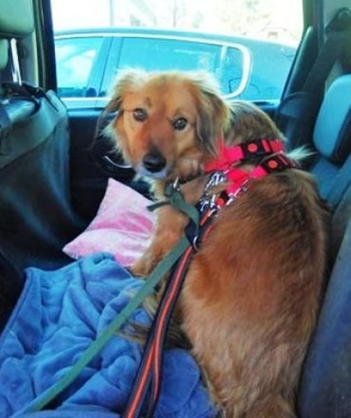 Amon ist ein wunderschöner, toller Kerl!