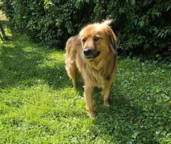 Amon ist ein wunderschöner, toller Kerl!