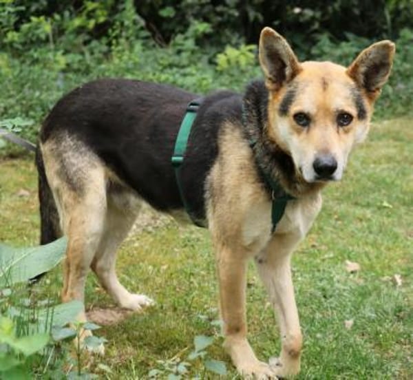 Karlchen sucht liebevole Menschen