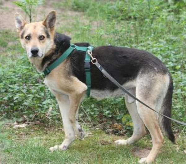 Karlchen sucht liebevole Menschen