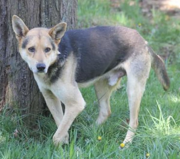Karlchen sucht liebevole Menschen