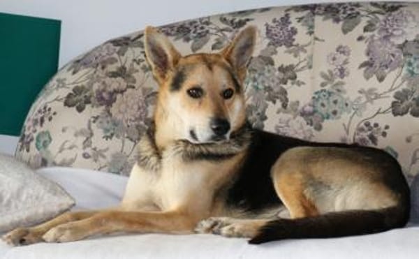 Karlchen sucht liebevole Menschen