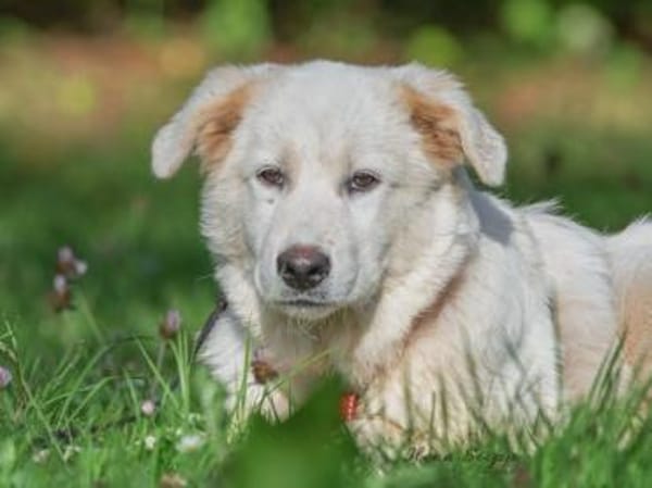 Hübscher Hundebub Poldo sucht Zuhause