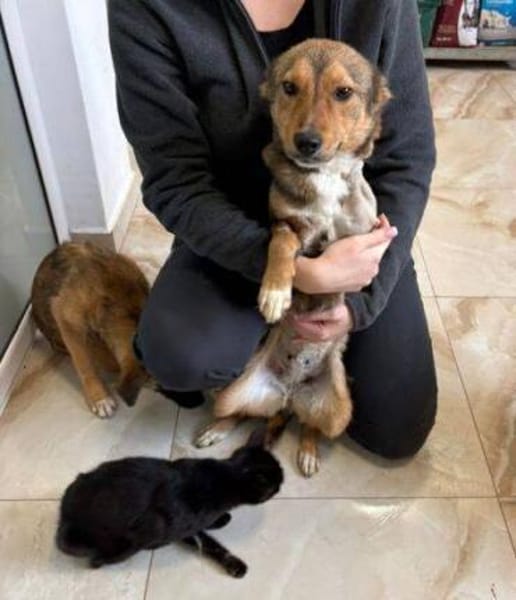 SADY wer schenkt ihr Glück