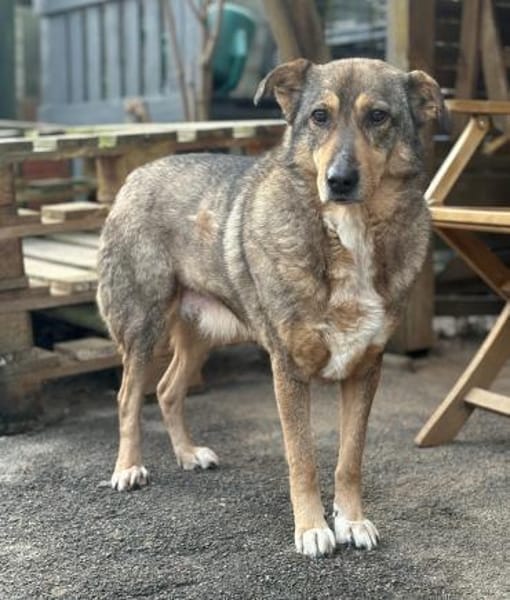 KOLOVOS möchte endlich glücklich werden