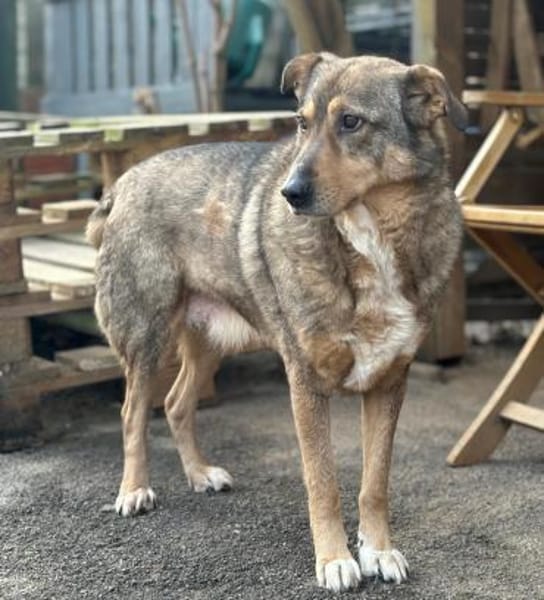 KOLOVOS möchte endlich glücklich werden