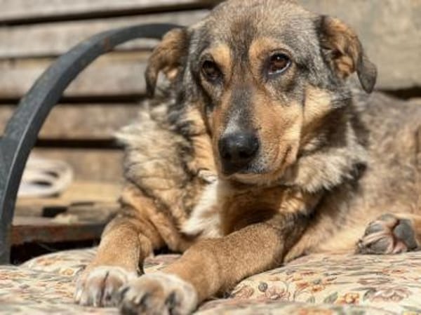 KOLOVOS möchte endlich glücklich werden