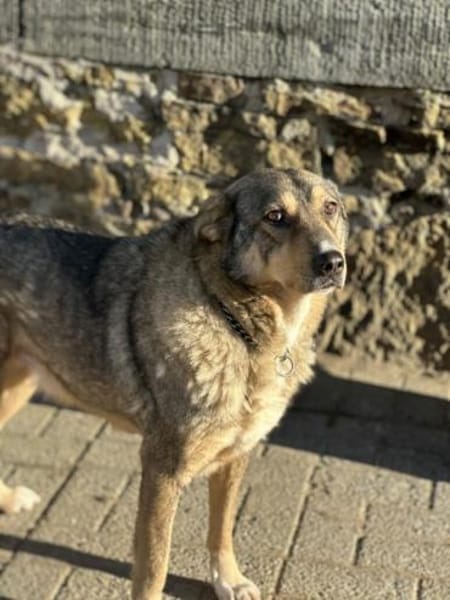 KOLOVOS möchte endlich glücklich werden