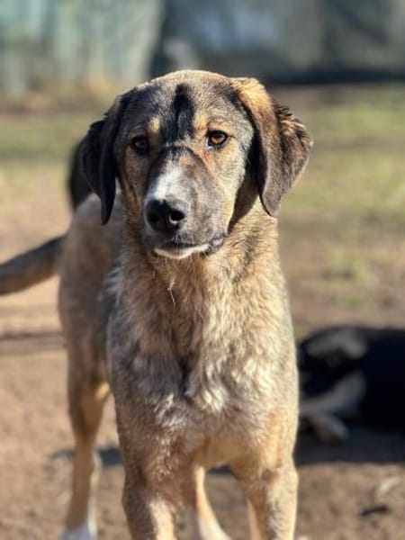 MARIA - liebes, schüchternes HSH-Mädchen