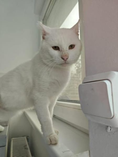 Hübscher, tapferer Kater Cole