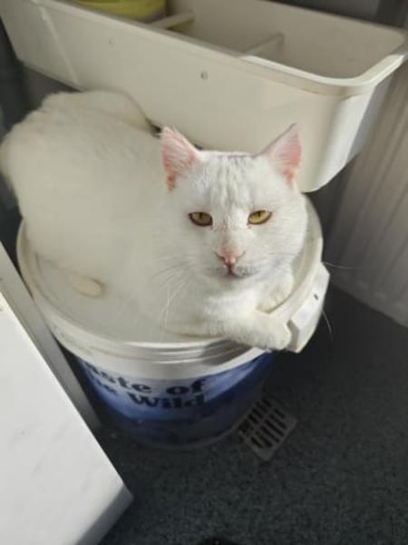 Hübscher, tapferer Kater Cole