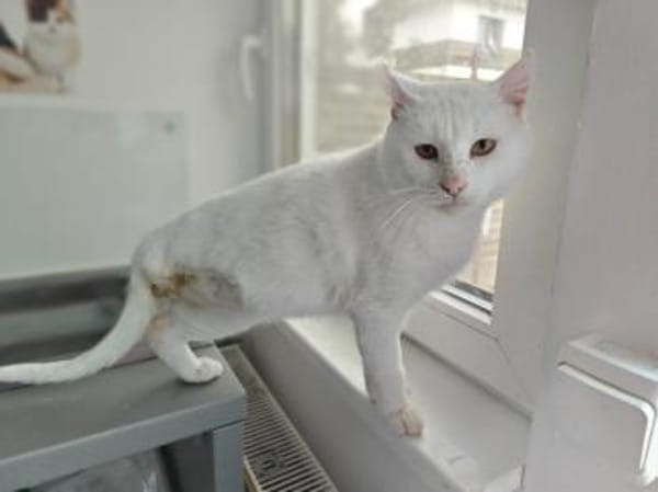 Hübscher, tapferer Kater Cole