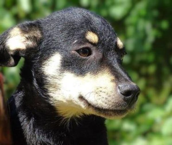 Kleine MIA sucht Zuhause