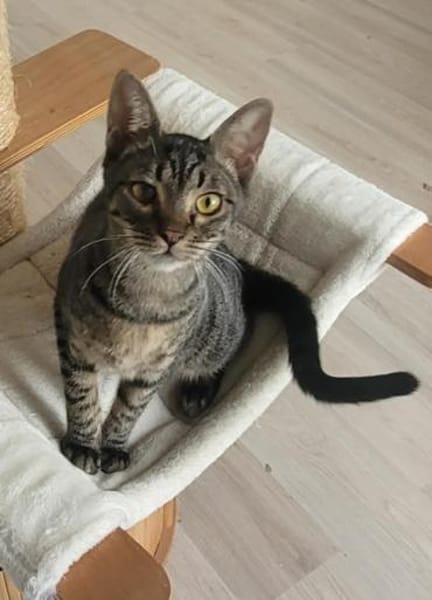 Kleiner Bandit sucht sein Zuhause