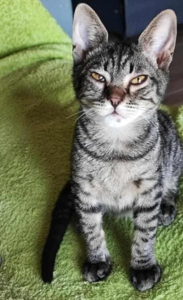 Kleiner Bandit sucht sein Zuhause